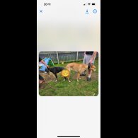 Greyhound - Both