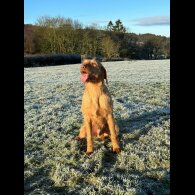 Hungarian Vizsla - Both