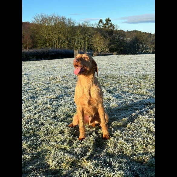 Hungarian Vizsla - Both