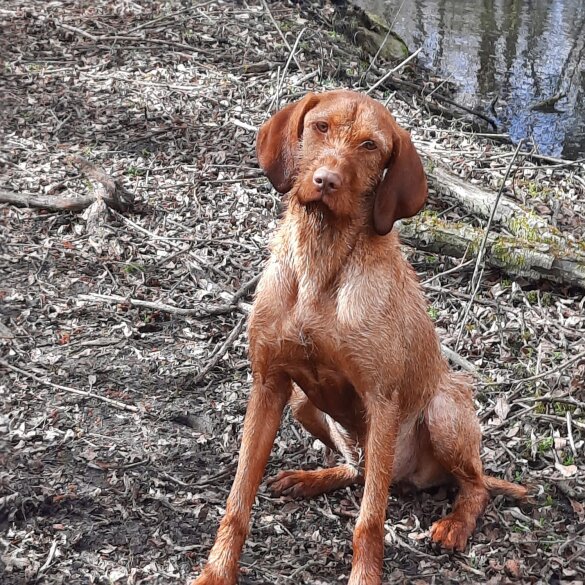 Hungarian Vizsla - Both
