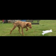 Hungarian Vizsla - Both