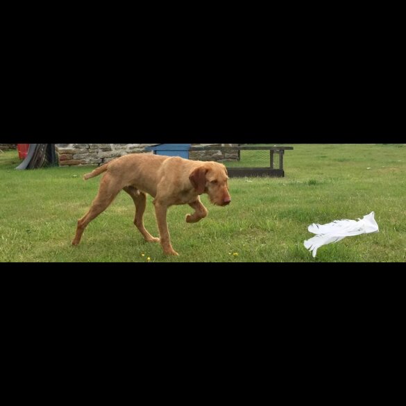 Hungarian Vizsla - Both