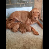 Hungarian Vizsla - Both