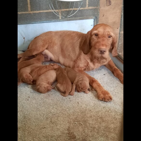 Hungarian Vizsla - Both