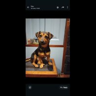Jack Russell - Both