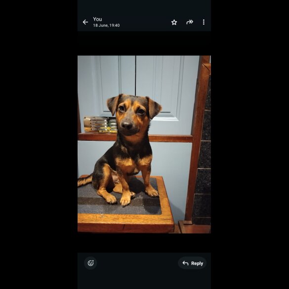 Jack Russell - Both