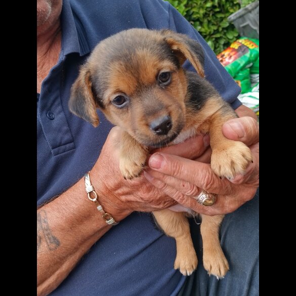 Jack Russell - Both