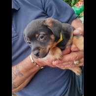 Jack Russell - Both