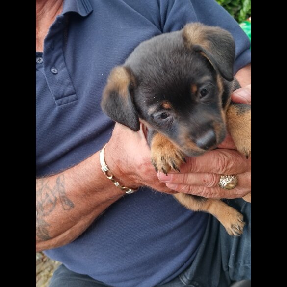 Jack Russell - Both