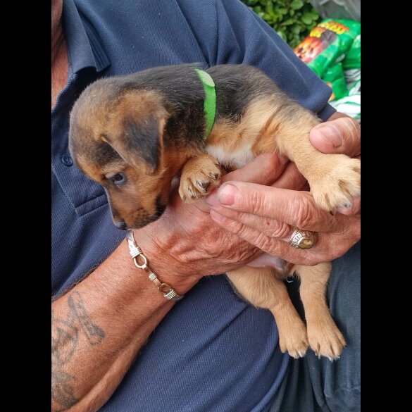 Jack Russell - Both