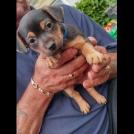 Jack Russell - Both