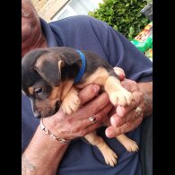 Jack Russell - Both