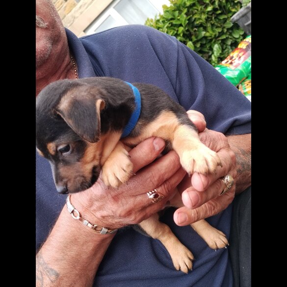 Jack Russell - Both
