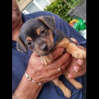 Jack Russell - Both