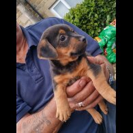 Jack Russell - Both