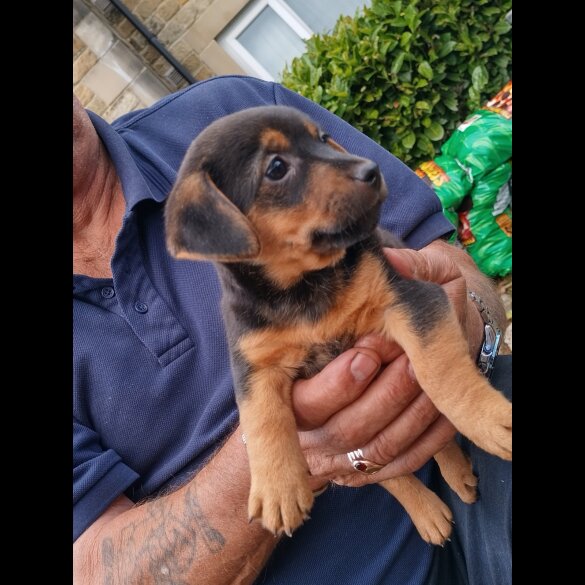 Jack Russell - Both
