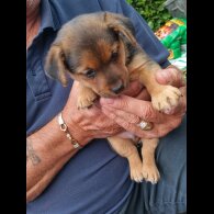 Jack Russell - Both