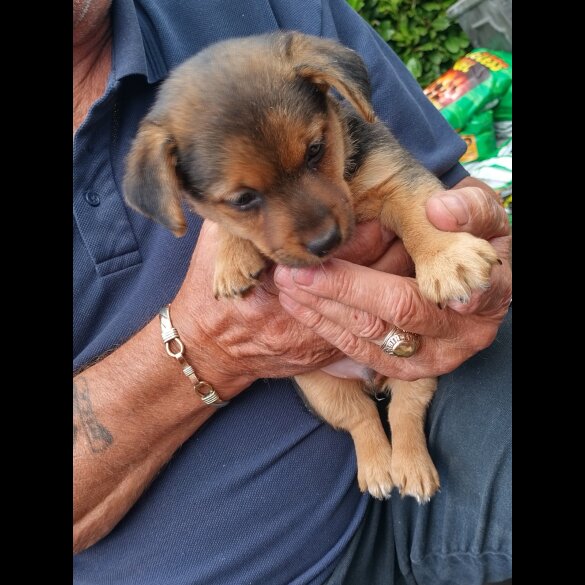 Jack Russell - Both