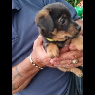 Jack Russell - Both