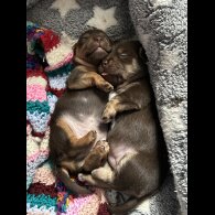Jack Russell - Both