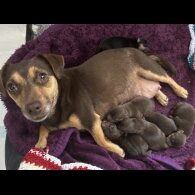 Jack Russell - Both