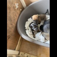 Jack Russell - Dogs