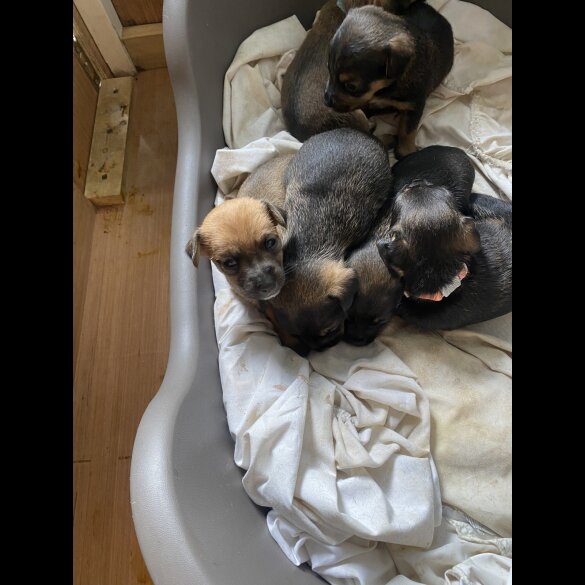 Jack Russell - Dogs