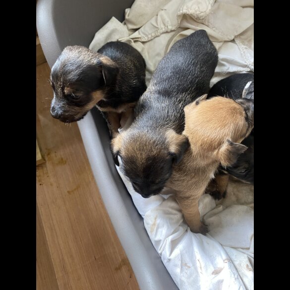 Jack Russell - Dogs