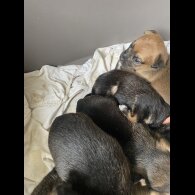 Jack Russell - Dogs