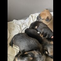 Jack Russell - Dogs