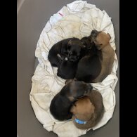 Jack Russell - Dogs