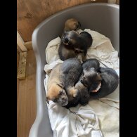 Jack Russell - Dogs