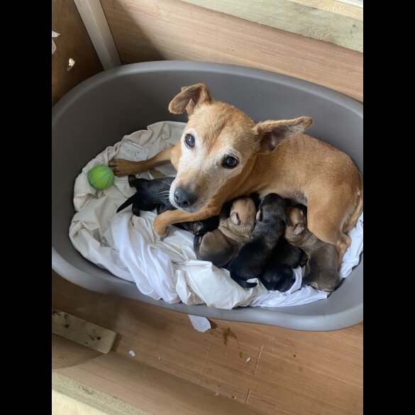 Jack Russell - Dogs