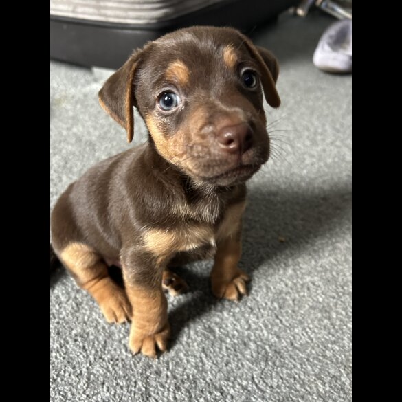 Jack Russell - Both