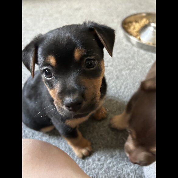 Jack Russell - Both