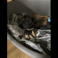 Jack Russell - Dogs