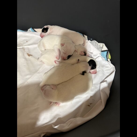 Jack Russell - Both