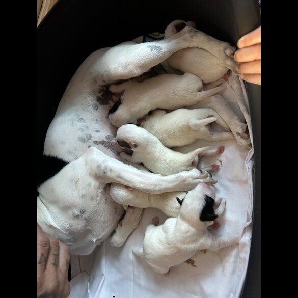 Jack Russell - Both