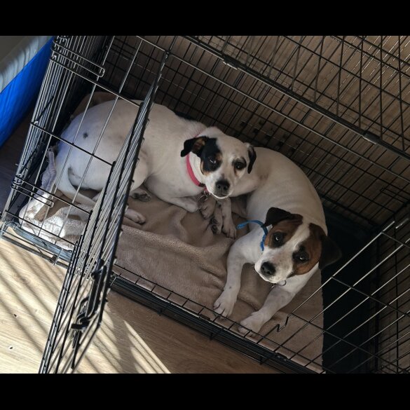Jack Russell - Both