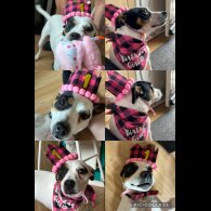 Jack Russell - Both