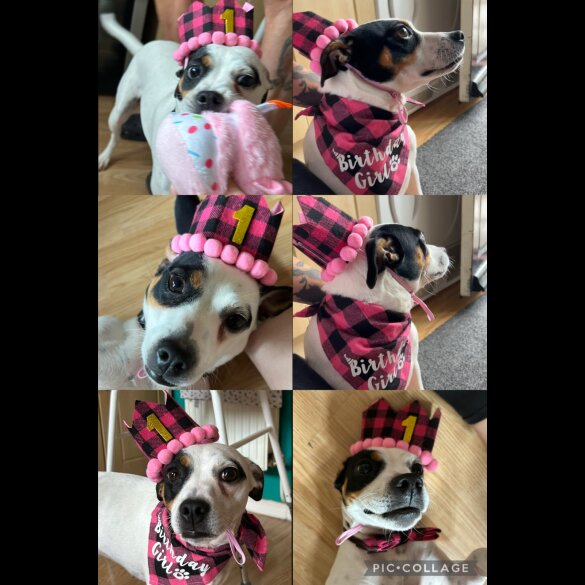 Jack Russell - Both