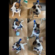 Jack Russell - Both
