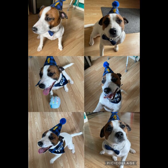 Jack Russell - Both