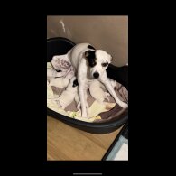 Jack Russell - Both