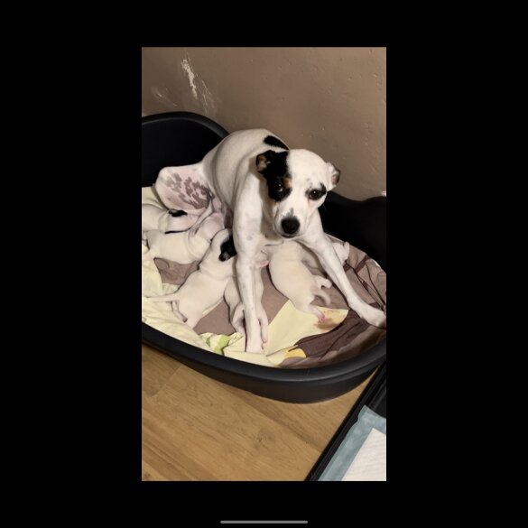 Jack Russell - Both