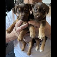 Jack Russell - Both
