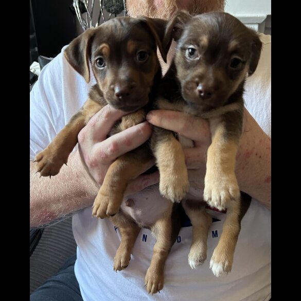 Jack Russell - Both