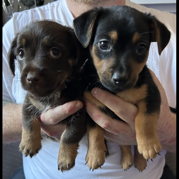 Jack Russell - Both