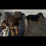 Jack Russell - Both