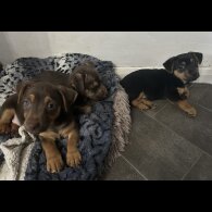 Jack Russell - Both